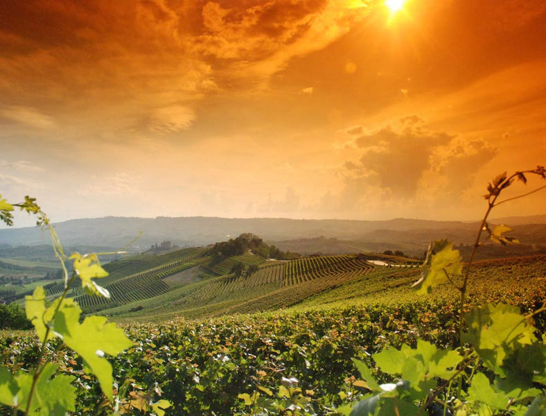 LANGHE AND ROERO: HILLS OF QUALITY